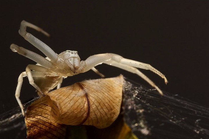 Vernderliche Krabbenspinne